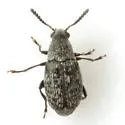 Acanthoscelides tenuis - Acanthoscelides tenuis