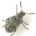 Acanthoscelides tenuis - photo 2