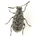 Acanthoscelides tenuis - photo 3