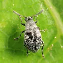 Acanthoscelides tenuis - photo 4