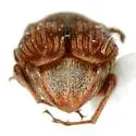 Acanthoscelides tridenticulatus - photo 2