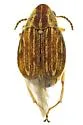 Acanthoscelides tridenticulatus - photo 3