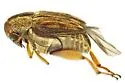 Acanthoscelides tridenticulatus - photo 4