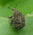 Acanthoscelidius acephalus