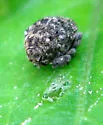 Acanthoscelidius acephalus - photo 2