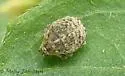 Acanthoscelidius acephalus - photo 3