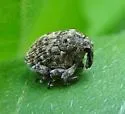 Acanthoscelidius acephalus - photo 4