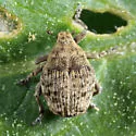 Acanthoscelidius acephalus - photo 5