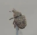 Acanthoscelidius curtus - photo 2