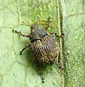 Acanthoscelidius curtus - photo 3