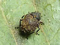 Acanthoscelidius curtus - photo 4