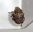 Acanthoscelidius curtus - photo 5