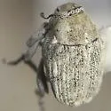 Acanthoscelidius guttatus - photo 2