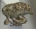 Acanthoscelidius mendicus