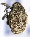 Acanthoscelidius mendicus - photo 2