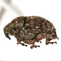 Acanthoscelidius mendicus - photo 4