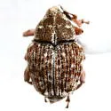 Acanthoscelidius pusillus 0 - Acanthoscelidius pusillus