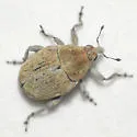 Acanthoscelidius utahensis