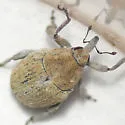 Acanthoscelidius utahensis - photo 2