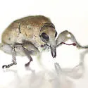 Acanthoscelidius utahensis - photo 4