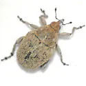 Acanthoscelidius utahensis - photo 5