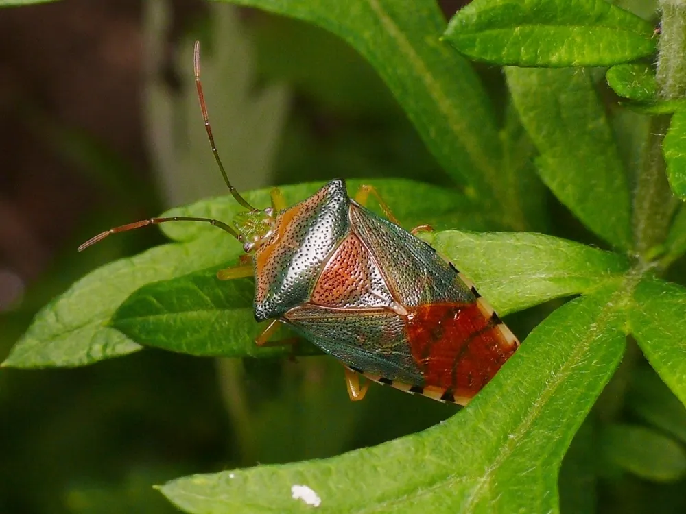 Acanthosoma denticaudum - photo 2