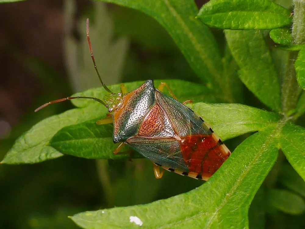 Acanthosoma denticaudum - photo 3