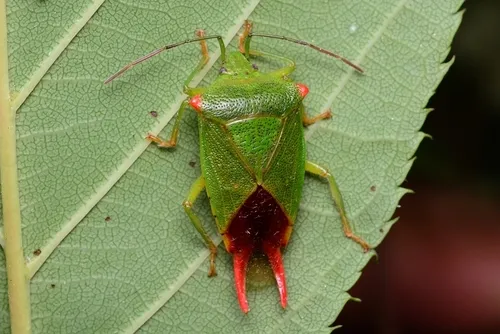 Acanthosoma labiduroides