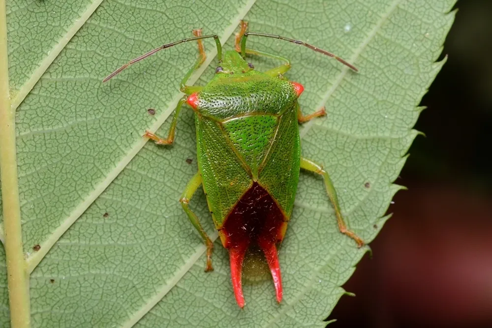 Acanthosoma labiduroides - photo 2