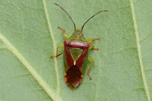 Acanthosoma spinicolle - Acanthosoma spinicolle