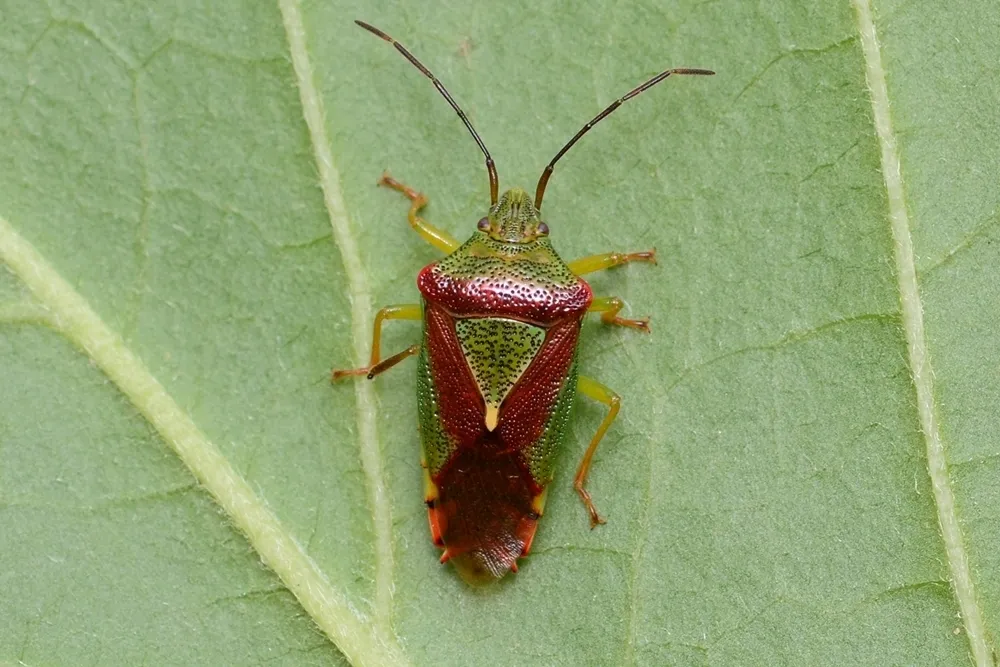 Acanthosoma spinicolle - photo 2