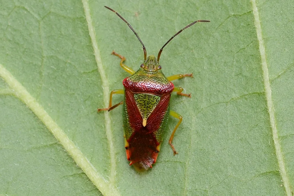 Acanthosoma spinicolle - photo 3