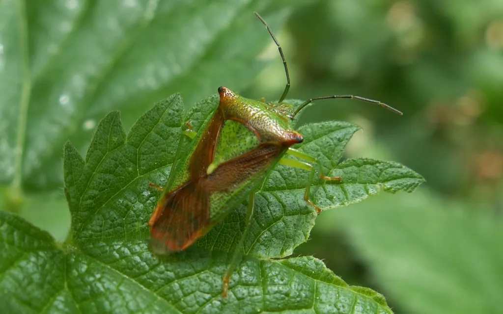 Shield Bugs - photo 2