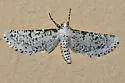 Acanthotoca graefii - Hodges#6920