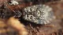 Acaricoris floridus