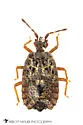 Acaricoris ignotus