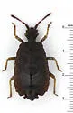 Acaricoris ignotus - photo 2