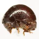Acaromimus americanus