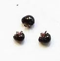 Acaromimus americanus - photo 4
