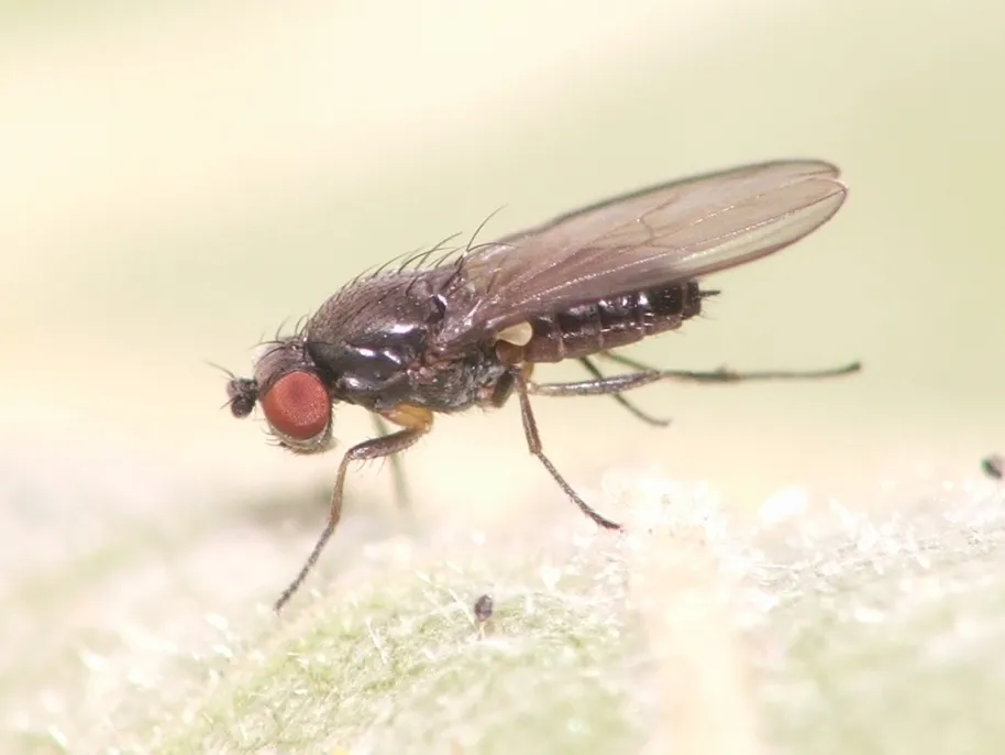Shaved-Eye Flies - photo 2