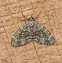 Olive-and-black Carpet - Hodges#7635