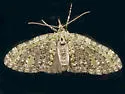 Olive-and-black Carpet - Hodges#7635 - photo 2