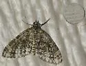 Olive-and-black Carpet - Hodges#7635 - photo 4