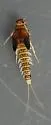 Acentrella insignificans