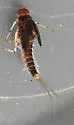 Acentrella insignificans - photo 2