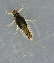 Acentrella insignificans - photo 3