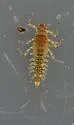 Acentrella insignificans - photo 4