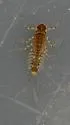 Acentrella insignificans - photo 5