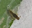 Acentrella nadineae