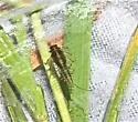 Acentrella nadineae - photo 2